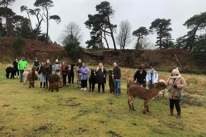 Highland Cows, Walk Alpacas & Visit a Scottish Wildlife Centre - Highland cows and lunch at Craigie’s Farm