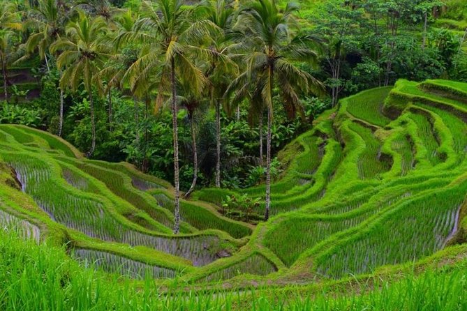 Highlights of Ubud: Nature, Rice Terrace, Waterfall, Temple and more - Tegalalang Rice Terrace and the value of the view