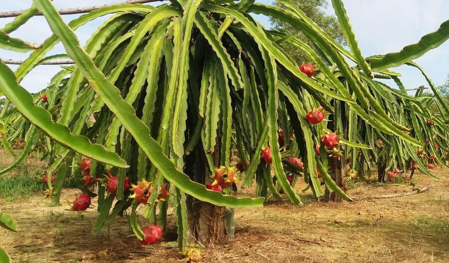 Ho Coc Beach, Nature Reserve & Dragon Fruit Farm Day Tour - The early drive through Đồng Nai’s farm country