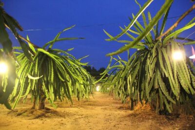 Ho Coc Beach, Nature Reserve & Dragon Fruit Farm Day Tour