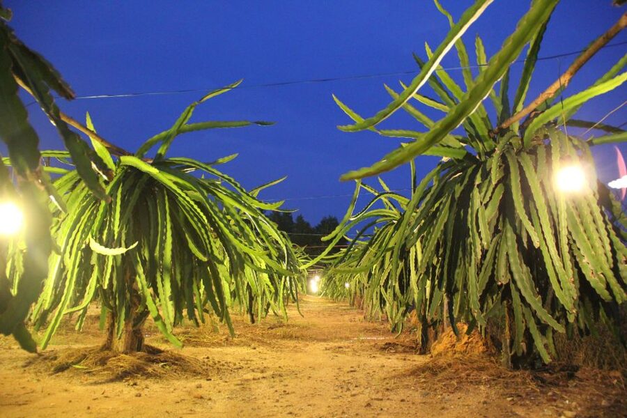 Ho Coc Beach, Nature Reserve & Dragon Fruit Farm Day Tour - Meeting Ms. Loan in Bong Trang commune