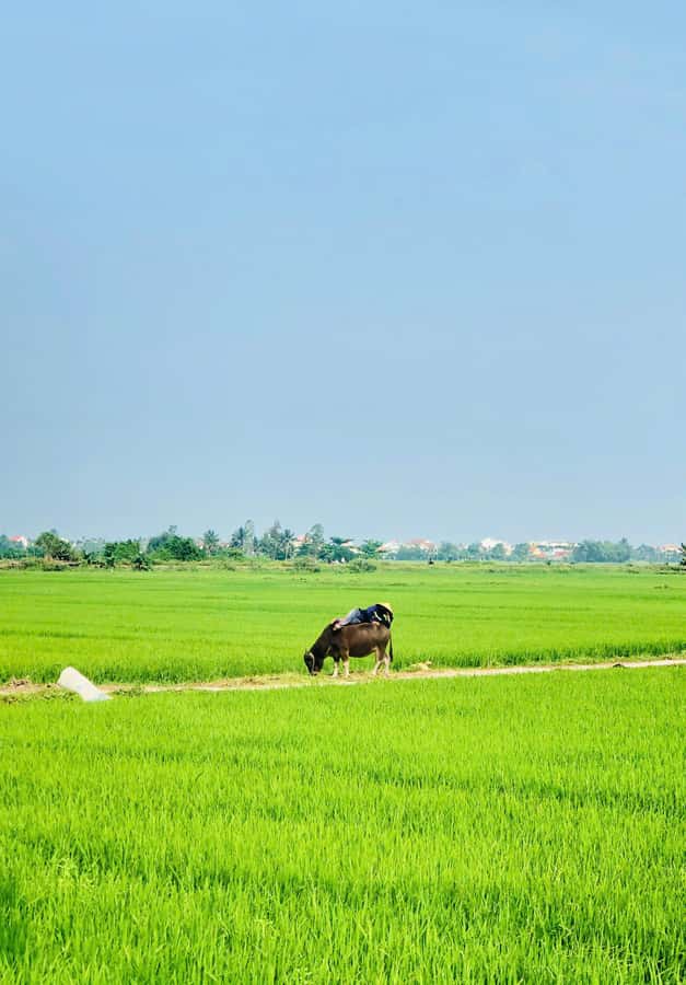 Hoi An: Countryside Bicycle Tour with Farm, Basket Boat Ride - A Vietnamese meal in a farmer’s home