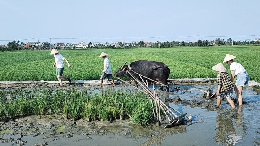 Hoi An: Countryside by Cycling, Buffalo Riding & Do Farming - Should you book it?
