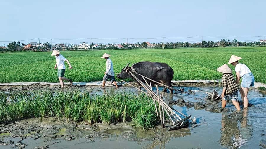 Hoi An: Countryside by Cycling, Buffalo Riding & Do Farming - Paddling through Cam Thanh’s coconut waterways