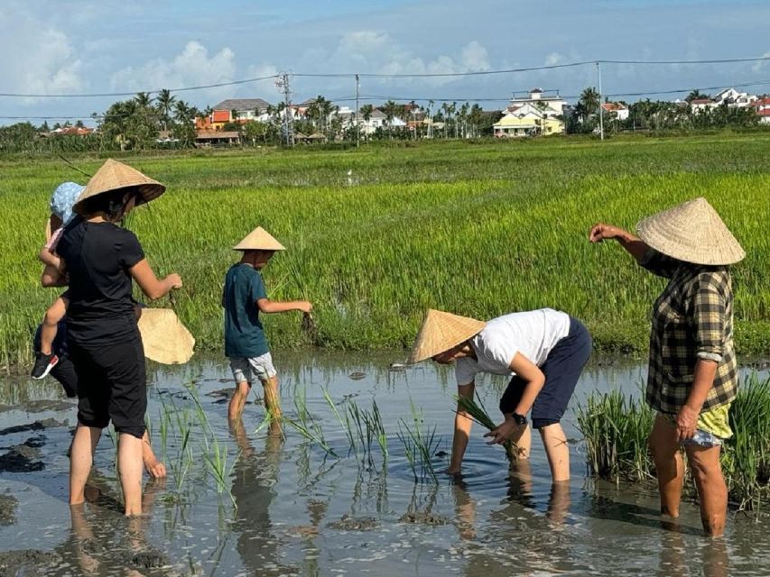 Hoi An:Cycling,Traditional Farming & Fishing Life Experience - Rice Fields, Shrimp Farms, and the First Hands-On Stops