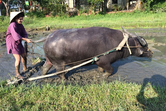 Hoi An Rice Farm Tour and Buffalo Riding with Local Home Meal - Lunch and a cooking demonstration at a local home