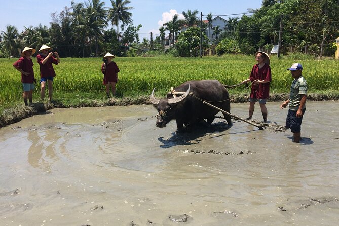 Hoi An Rice Farm Tour and Buffalo Riding with Local Home Meal - Who will enjoy this experience most?