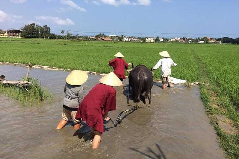 Hoi An Wet Rice Farming Tour-Basket Boat Tour Fishing-Lunch - Noodles and Vietnamese iced coffee