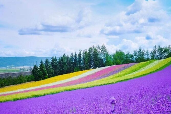 Hokkaido Farm Tomita Shikisai Hill Waterfall& Blue Pond Day Tour - Farm Tomita and the lavender question
