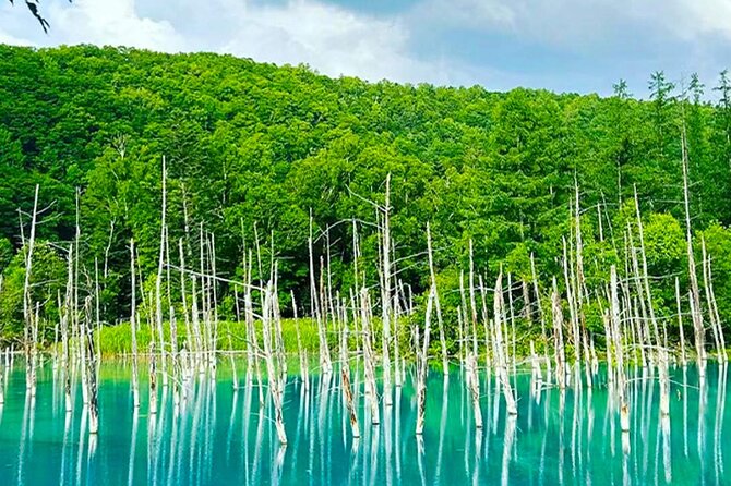 Hokkaido Farm Tomita Shikisai Hill Waterfall& Blue Pond Day Tour - Who gets the best value from this tour