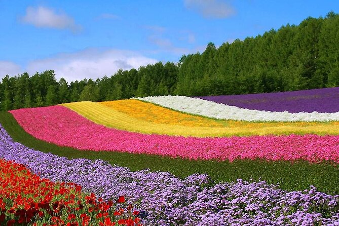 Hokkaido Farm Tomita Shikisai Hill Waterfall& Blue Pond Day Tour - Patchwork Road and Biei’s famous trees