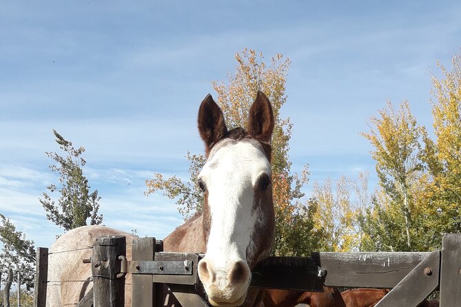 Horseback riding and barbecue in a private ranch - La Carrera, Mendoza - Who should book this ranch day?