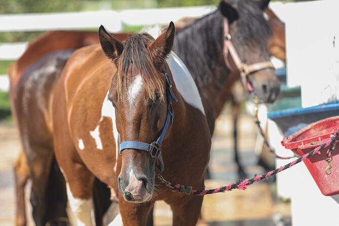 Horseback Riding Tour at Private Ranch - Is $113 a fair price?