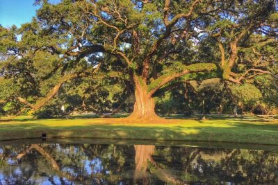 Houmas House Estate and Gardens Guided Tour