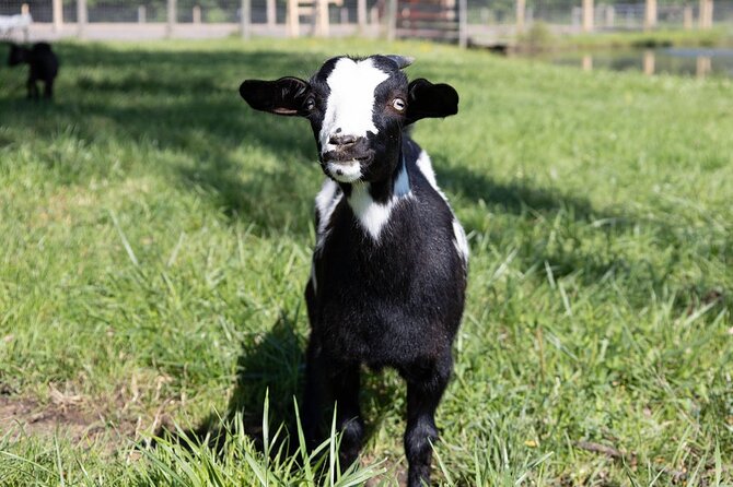 Humberstone Ranch Visit with Mini Domestic Animals - What the one-hour ranch visit feels like