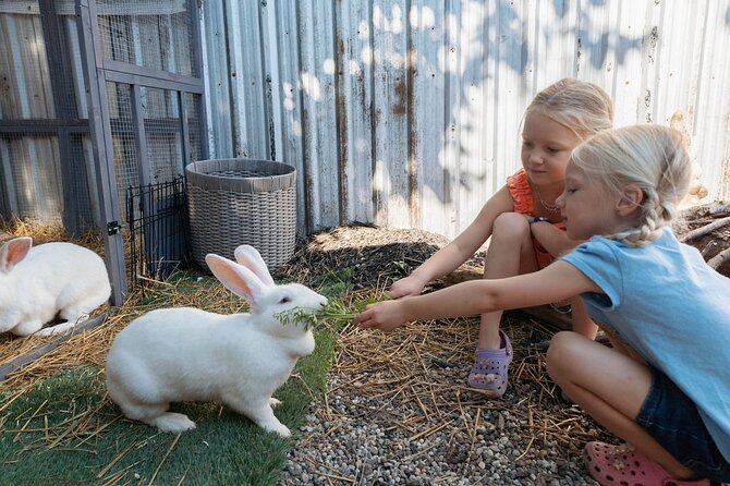 Humberstone Ranch Visit with Mini Domestic Animals - Texas Longhorns and a lesson in scale