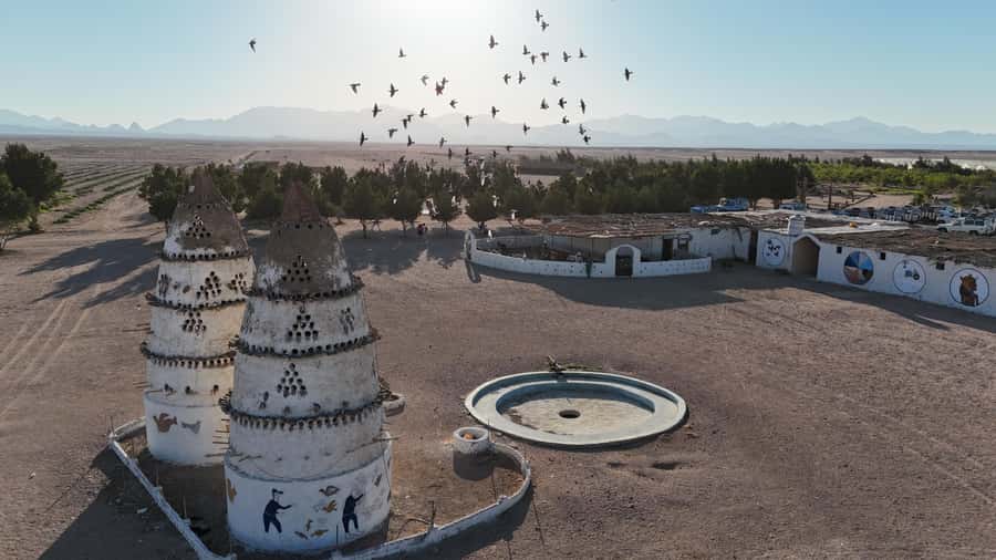 Hurghada: Desert Farm Tour with Breakfast at Scorpion Camp - Planting Vegetables and Learning Farm Basics