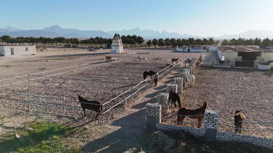 Hurghada: Desert Farm Tour with Breakfast at Scorpion Camp - Oriental Breakfast and Fresh Salad Making