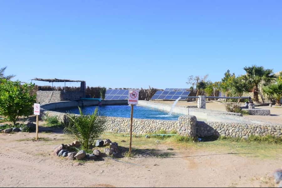 Hurghada: Desert Farm Tour with Breakfast at Scorpion Camp - Who Will Enjoy This Farm Day Most