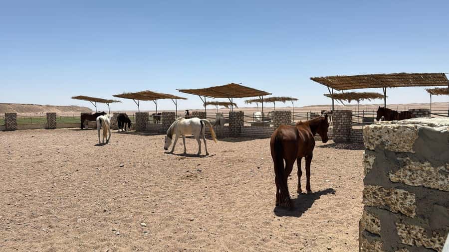 Hurghada: Jeep Safari, Tree Planting & Farm-to-Table Lunch - Tea under the open sky before the return