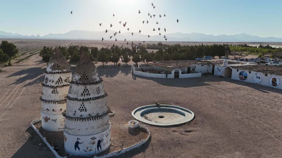 Hurghada: Jeep Safari, Tree Planting & Farm-to-Table Lunch - Who will enjoy this day most
