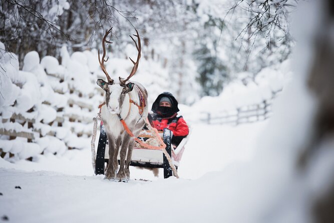 Husky and Reindeer Experience - What this Rovaniemi tour really offers