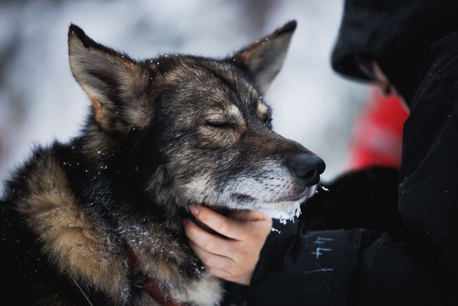 Husky and Reindeer Experience - Large groups shape the whole day