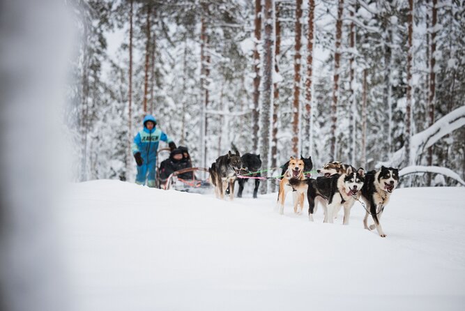 Husky and Reindeer Experience - Who will enjoy this most