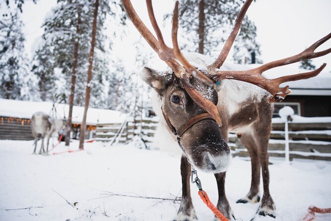 Husky and Reindeer Experience With Snowmobiling - Santa Claus Village and the transport between stops