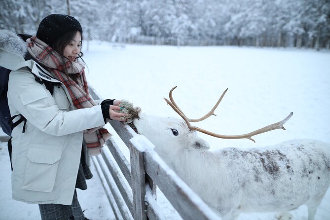 Husky and Reindeer farms visit with sleigh rides - Key points to know before booking