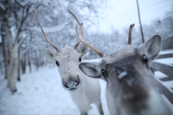 Husky and Reindeer farms visit with sleigh rides - Two Arctic animals, one compact morning