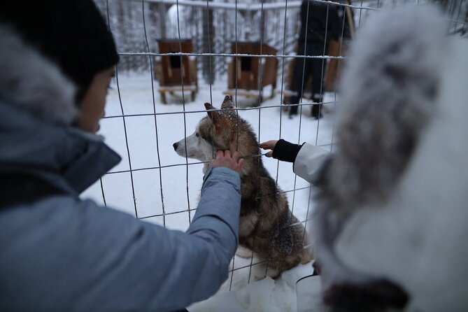 Husky and Reindeer farms visit with sleigh rides - What the $216.56 price means