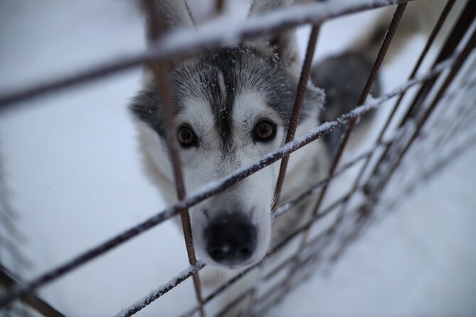 Husky and Reindeer farms visit with sleigh rides - Who will get the most from this experience