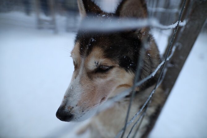 Husky and Reindeer farms visit with sleigh rides - Booking advice and cancellation terms