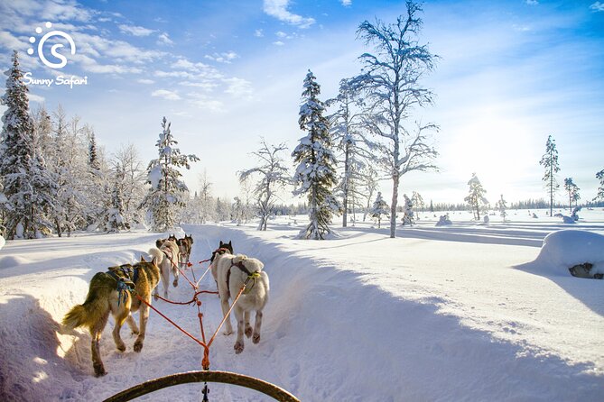 Husky Farm Visit & Sled Ride Experience - Meeting the huskies outside Rovaniemi
