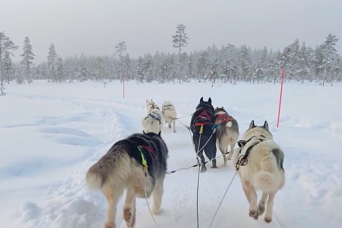 Husky Farm Visit & Sled Ride Experience - A warm hut, hot drinks, and time to talk