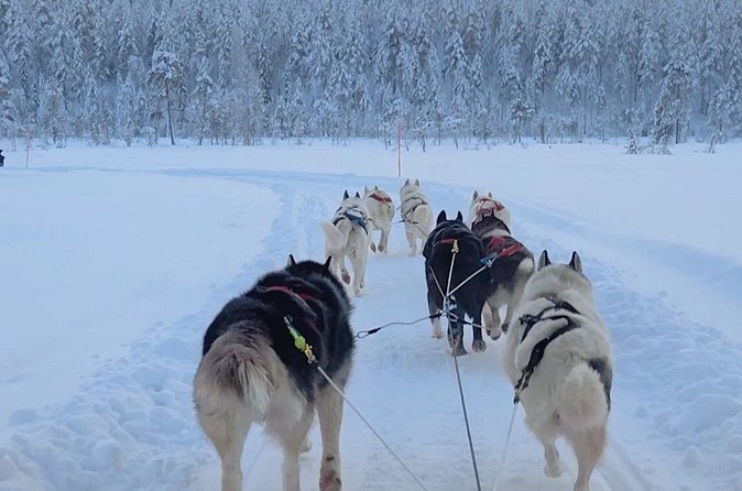 Husky Farm Visit & Sled Ride Experience - Timing, clothing, and the daily plan