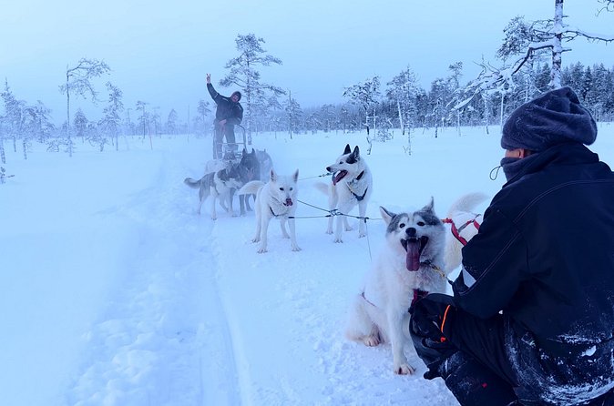 Husky Farm Visit & Sled Ride Experience - Who will enjoy this experience most