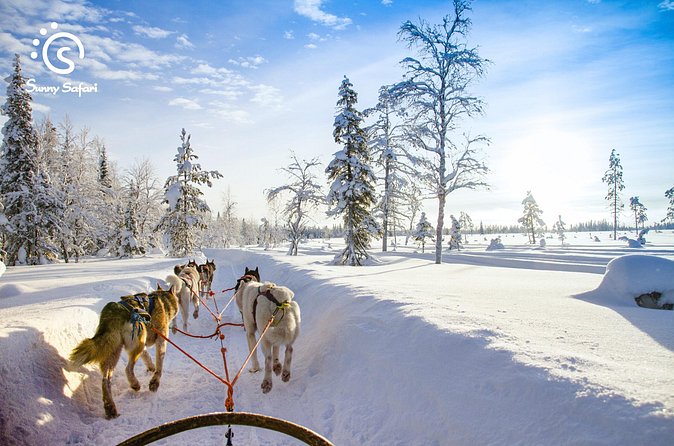 Husky Farm Visit & Sled Ride Experience - Weather and cancellation details to know