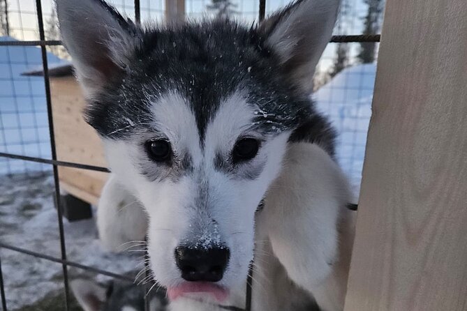 Husky Farm Visit & Sled Ride Experience - Is the Rovaniemi husky farm visit worth booking?