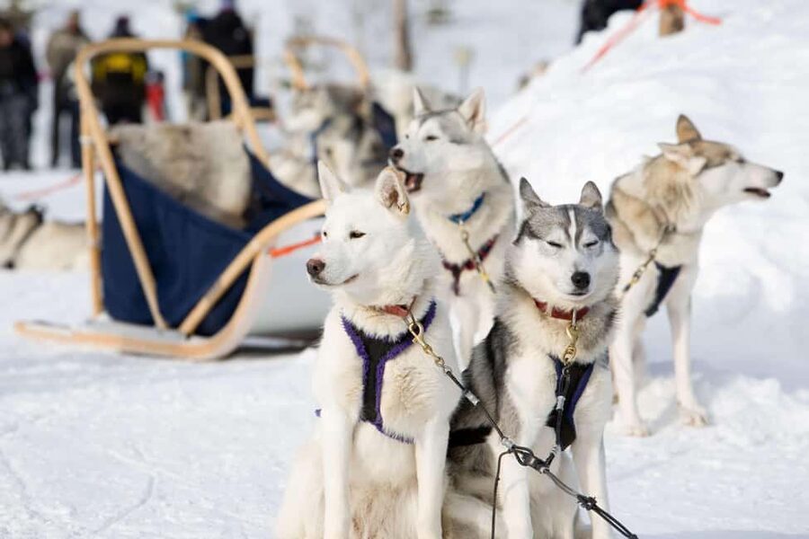 Husky Soul Journey: From Farm Life to Sledding Adventure - Meeting Lapland’s Working Huskies