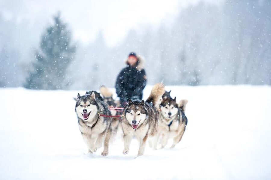 Husky Soul Journey: From Farm Life to Sledding Adventure - Hotel Pickup Makes the Short Tour Simple