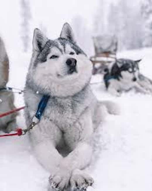 Husky Soul Journey: From Farm Life to Sledding Adventure - The Husky Sled Ride Through Snowy Forest