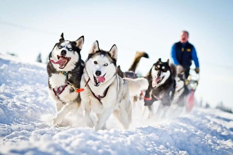 Husky Soul Journey: From Farm Life to Sledding Adventure - What the $116 Price Really Buys
