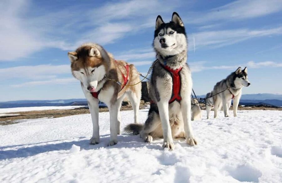Husky Soul Journey: From Farm Life to Sledding Adventure - Farm Stories Before the Sled Ride