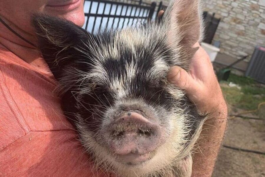 Hutto Texas: Kune kune Pig Farm Visit - Meeting the Kunekune pigs at Best Place Farms