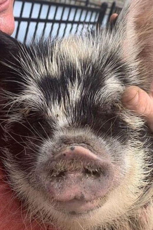 Hutto Texas: Kune kune Pig Farm Visit - Who will enjoy this farm experience most?