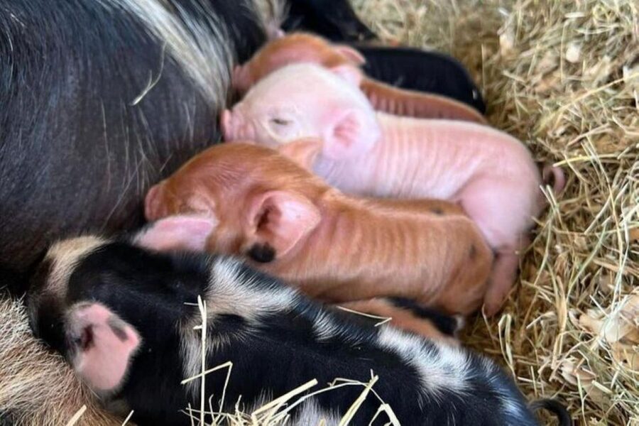 Hutto Texas: Kune kune Pig Farm Visit - My take: should you book the Hutto pig visit?