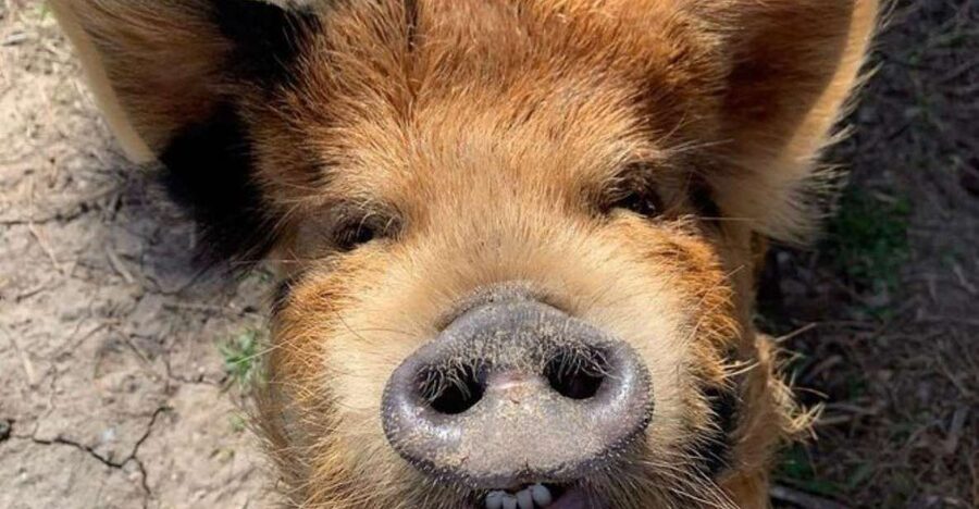 Hutto Texas: Kune kune Pig Farm Visit - What happens during the 45-minute guided visit