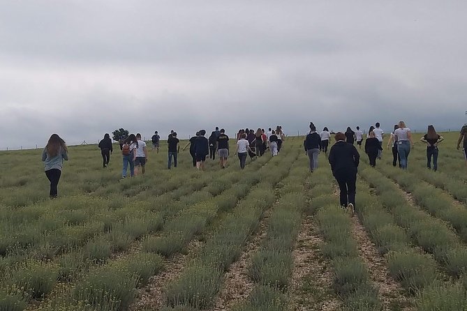 Immortelle farm island Krk - Inside the distillery: brandy and local production
